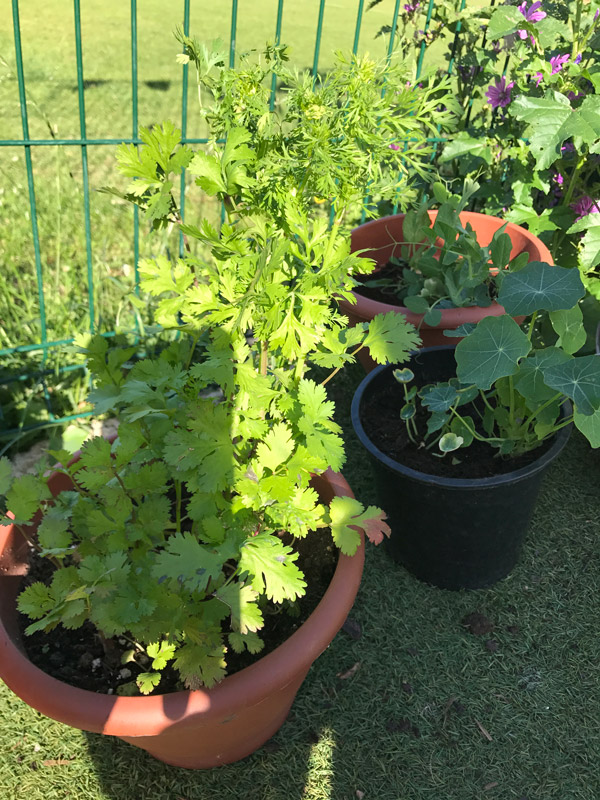 Healthy Setting