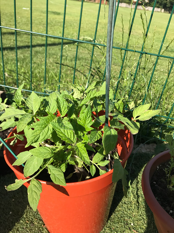Healthy Setting